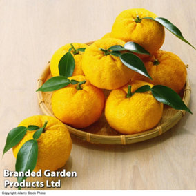 Citrus Plant Yuzu 3 Litre Pot x 1