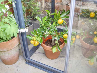 City Growhouse - Aluminium/Glass - L80 x W53 x H151 cm - Without Coating - 4