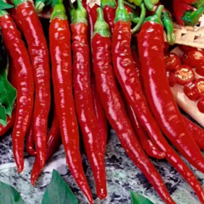 Classic super-hot chilli variety, essential for spicy cuisine. Each packet contains 50+ fresh, viable seeds for growing your own f