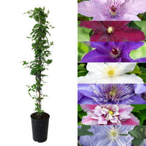 Clematis 2 Litre Plant Mix - 80-100cm in Height - Mixed Varieties - Summer Flowering Deciduous Climber