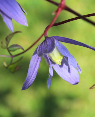 Clematis Alpina Blue Dancer - Hardy, Easy To Grow Climber In A 7cm Pot