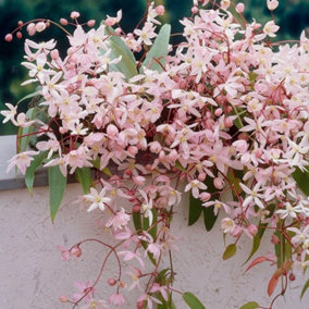 Clematis Apple Blossom Pink Flowering Vine Climbing Plant 60cm Cane 2L Pot