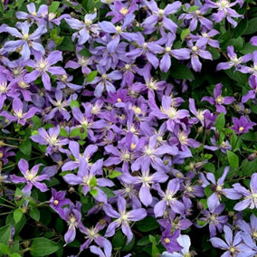 Clematis Arabella Blue Flowering Vine Climbing Plant 60cm Cane 3L Pot