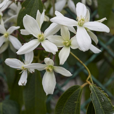 Clematis Armandii 2 Litre Potted Plant x 1