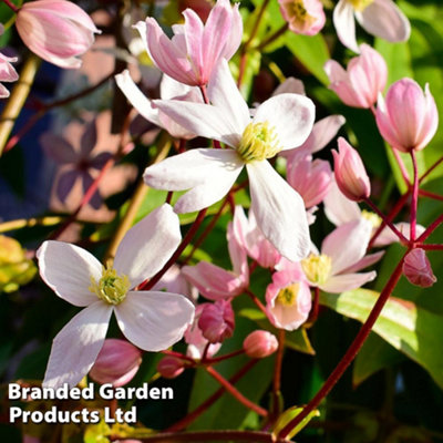 Clematis Armandii Apple Blossom 2 Litre Potted Plant x 1