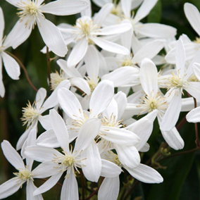 Clematis Armandii - Climbing Plant, Evergreen, Fast-Growing, Hardy (20-30cm Height Including Pot)