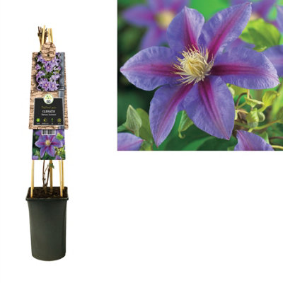 Ramo di clematis artificiale BARKU, lilla, 80cm, 10-14cm - Fiori