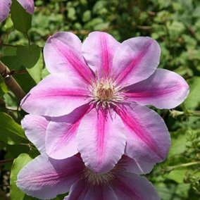 Clematis Bees Jubilee Pink Flowering Vine Climbing Plant 60cm Cane 3L Pot