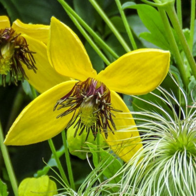 Clematis Bill MacKenzie Yellow Flowering Vine Climbing Plant 10cm 9cm Pot