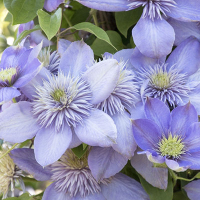 Clematis Blue Light - Stunning Blue Blooms, Climbing Vine, Morning Sun (20-30cm Height Including Pot)
