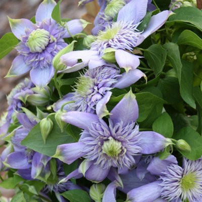 Clematis Blue Light - Stunning Blue Blooms, Climbing Vine, Morning Sun (20-30cm Height Including Pot)