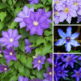 Clematis Blue Plant - Vibrant Blue Flowers, Climbing Vine, Attracts Pollinators (20-30cm Height Including Pot)