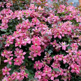 Clematis Broughton Star Pink Flowering Vine Climbing Plant 60cm Cane 3L Pot