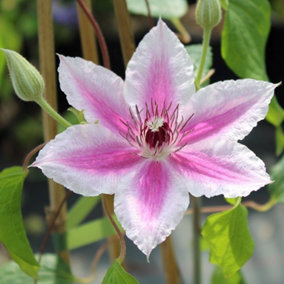 Clematis Carnaby Pink Flowering Vine Climbing Plant 60cm Cane 3L Pot
