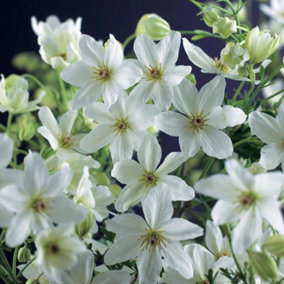 Clematis Cartmanii Joe White Flowering Vine Climbing Plant 60cm Cane 3L Pot