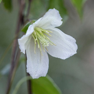 Clematis Cirrhosa Jingle Bells Yellow Flowering Climbing Plant 60cm Cane 3L Pot