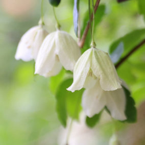 Clematis Cirrhosa Wisley Cream White Flowering Climbing Plant 60cm Cane 3L Pot