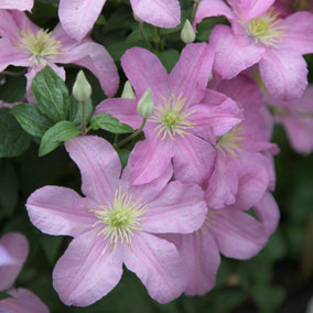 Clematis Comtesse Bouchaud Pink Flowering Vine Climbing Plant 60cm Cane 3L Pot