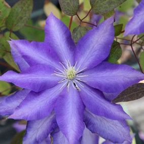 Clematis Daniel Deronda Blue Flowering Vine Climbing Plant 60cm Cane 3L Pot