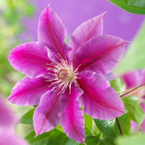 Clematis Doctor Ruppel Pink Flowering Vine Climbing Plant 10cm 9cm Pot