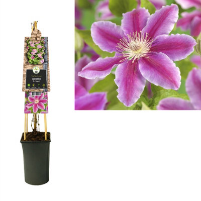 Clematis Dr. Ruppel, 17cm Pot Size, 75cm Tall, Clematis, Indoor Houseplant