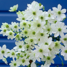 Clematis Early Sensation White Flowering Vine Climbing Plant 60cm Cane 3L Pot