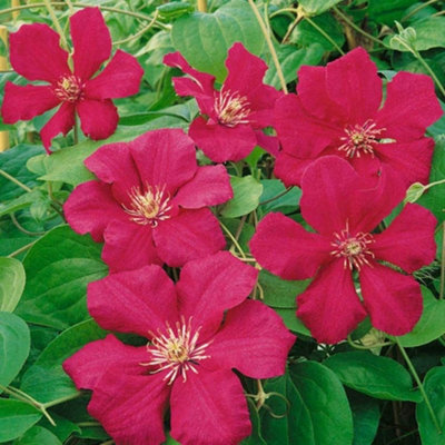 Clematis Ernest Markham Red Flowering Vine Climbing Plant 60cm Cane 3L Pot