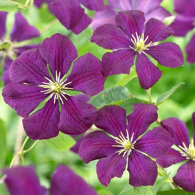 Clematis Etoile Violette Purple Flowering Vine Climbing Plant 60cm Cane 3L Pot