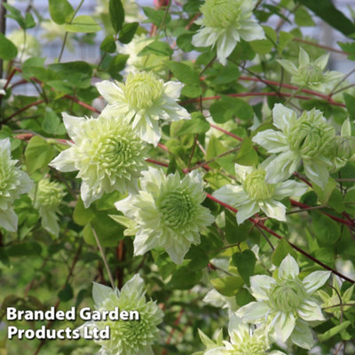 Clematis florida Manju 9cm Potted Plant x 1