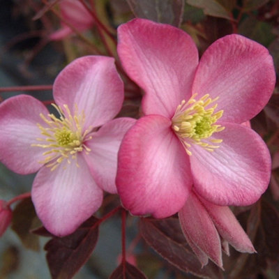 Clematis Freda Pink Flowering Vine Climbing Plant 60cm Cane 3L Pot