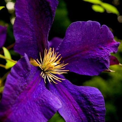 Clematis Gipsy Queen Purple Flowering Vine Climbing Plant 60cm Cane 3L Pot