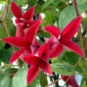 Clematis Gravetye Beauty Red Flowering Vine Climbing Plant 60cm Cane 3L Pot