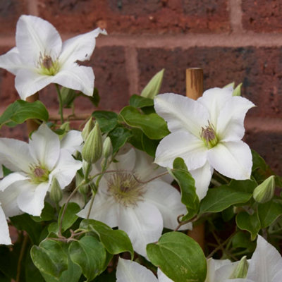 clematis-guernsey-flute-3-