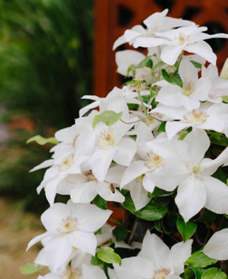 Clematis 'Guernsey Flute' - Longest Flowering Clematis