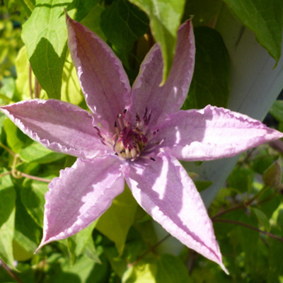 Clematis Hagley Hybrid - Pastel Pink Flowers, Climbing Plant, Low ...