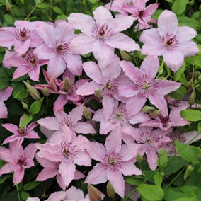Clematis Hagley Hybrid Pink Flowering Vine Climbing Plant 60cm Cane 3L Pot