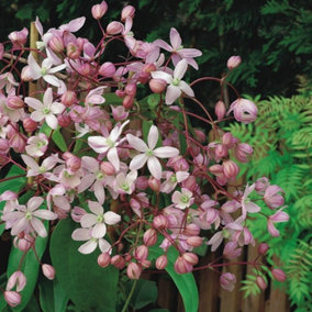 Clematis Hendersonii Rubra Pink Flowering Vine Climbing Plant 60cm Cane 3L Pot
