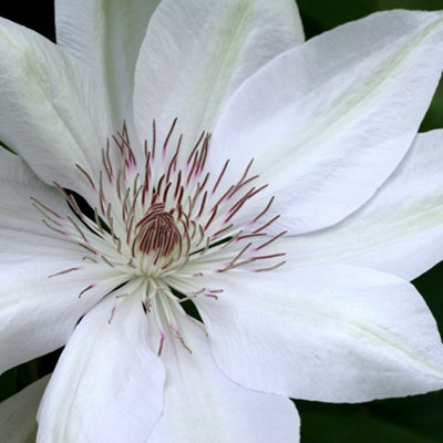 Clematis Henryi White Flowering Vine Climbing Plant 60cm Cane 3L Pot