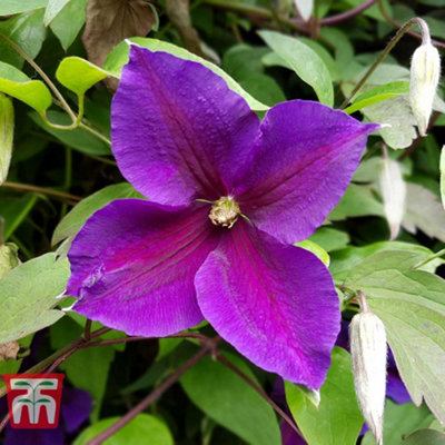Clematis Jackmanii 3 Litre Potted Plant x 1