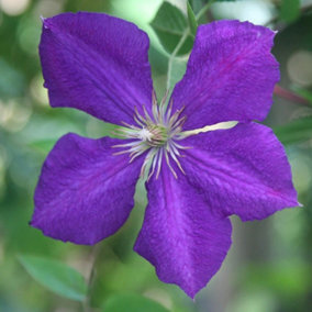 Clematis Jackmanii Purple Flowering Vine Climbing Plant 60cm Cane 3L Pot