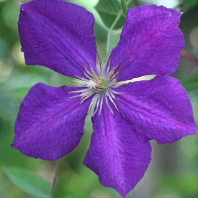 Clematis Jackmanii Purple Flowering Vine Climbing Plant 60cm Cane 3L Pot