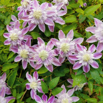 Clematis Josephine Double Pink Pom-Pom Flowers Striking Climbing Plant ...