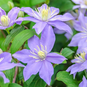 Clematis Justa - Light Purple Blooms, Climbing Vine, Morning Sun (20-30cm Height Including Pot)