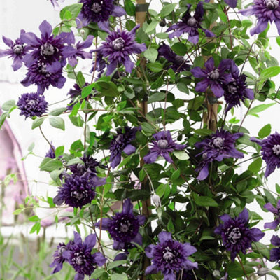 Clematis Kokonoe 9cm Potted Plant x 2 (Caned to 20cm)