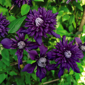 Clematis Kokonoe 9cm Potted Plant x 3 (Caned to 20cm)