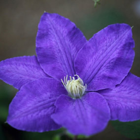 Clematis Lasurstern Blue Flowering Vine Climbing Plant 60cm Cane 3L Pot