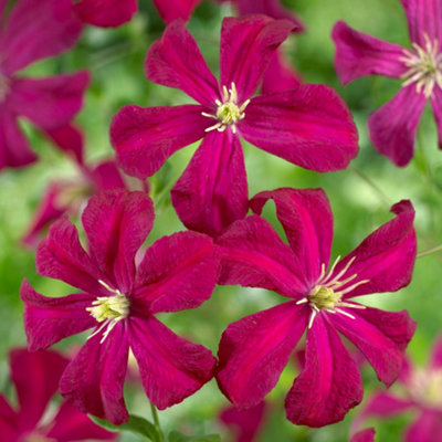 Clematis Madame Julia Correvon Plant Garden Climber Border Trellis Patio in Pot - 9cm pot (20-30cm Height Incl. Pot)