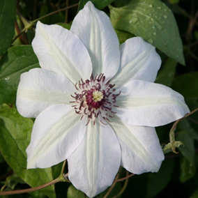 Clematis Miss Bateman White Flowering Vine Climbing Plant 10cm 9cm Pot