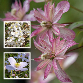 Clematis Montana Collection - Sipplied as a Set of 3 Montana Clematis in 9cm Pots (Pack of 3)