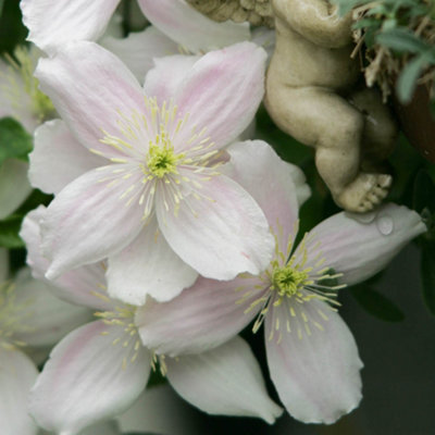 Clematis Montana Collection - Sipplied as a Set of 3 Montana Clematis in 9cm Pots (Pack of 3)